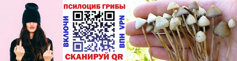 Галлюциногенные грибы Magic Shrooms  Советская Гавань 